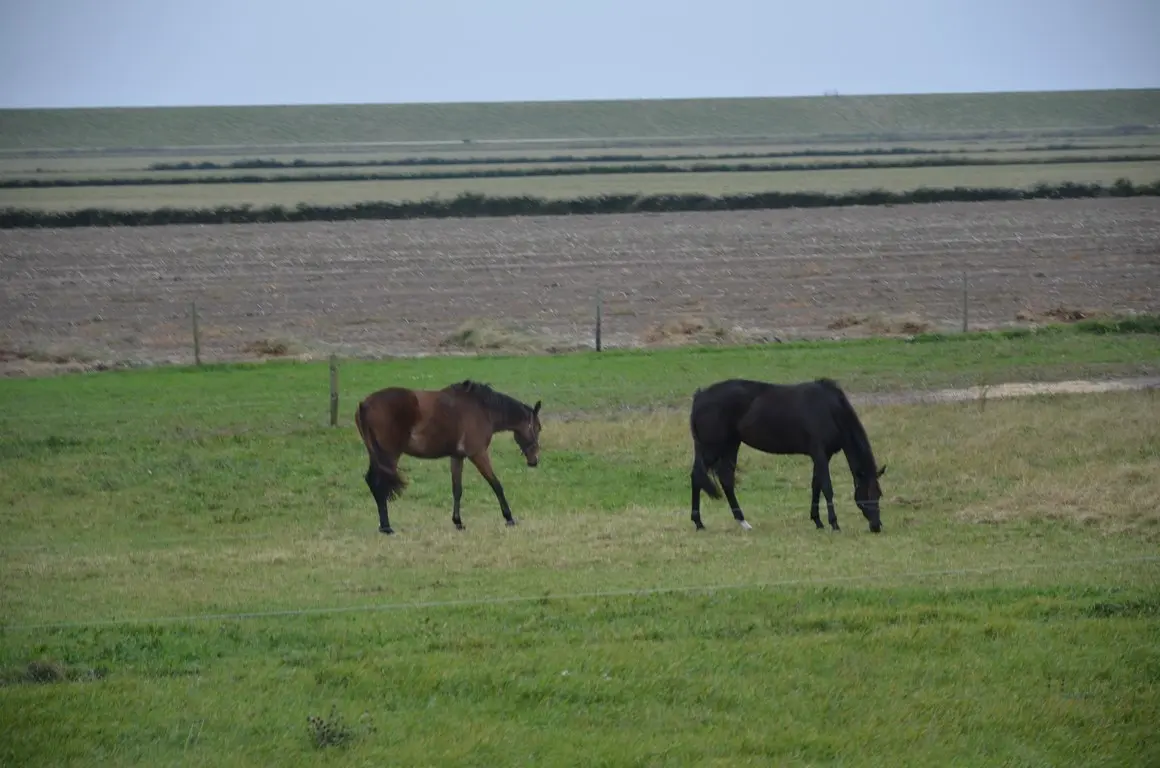dsc_1106-copy